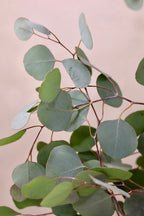 Silver Dollar Eucalyptus