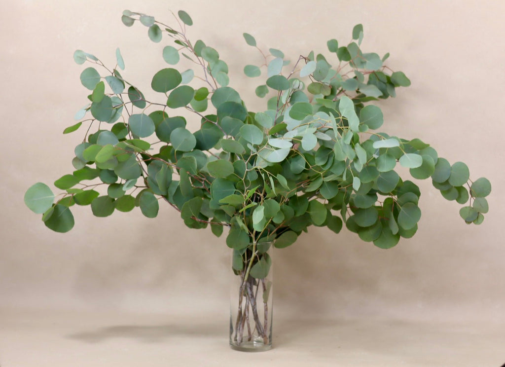 Silver Dollar Eucalyptus