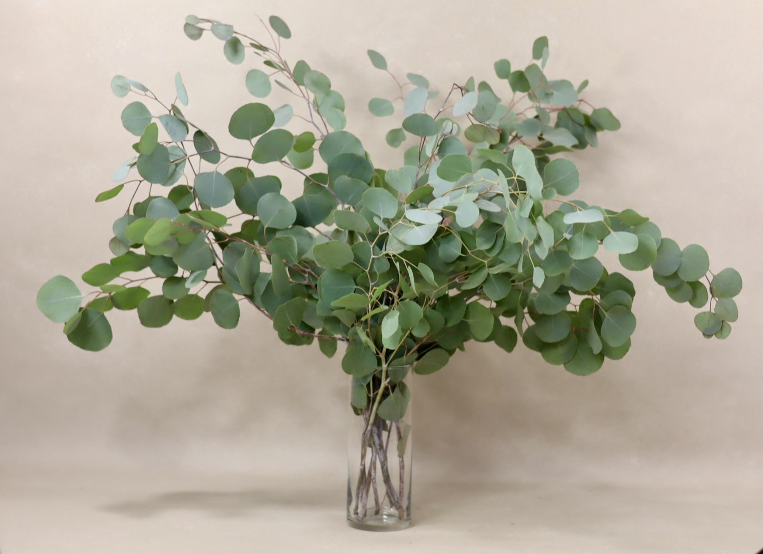 Silver Dollar Eucalyptus