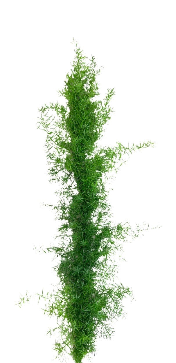 Springeri Garland
