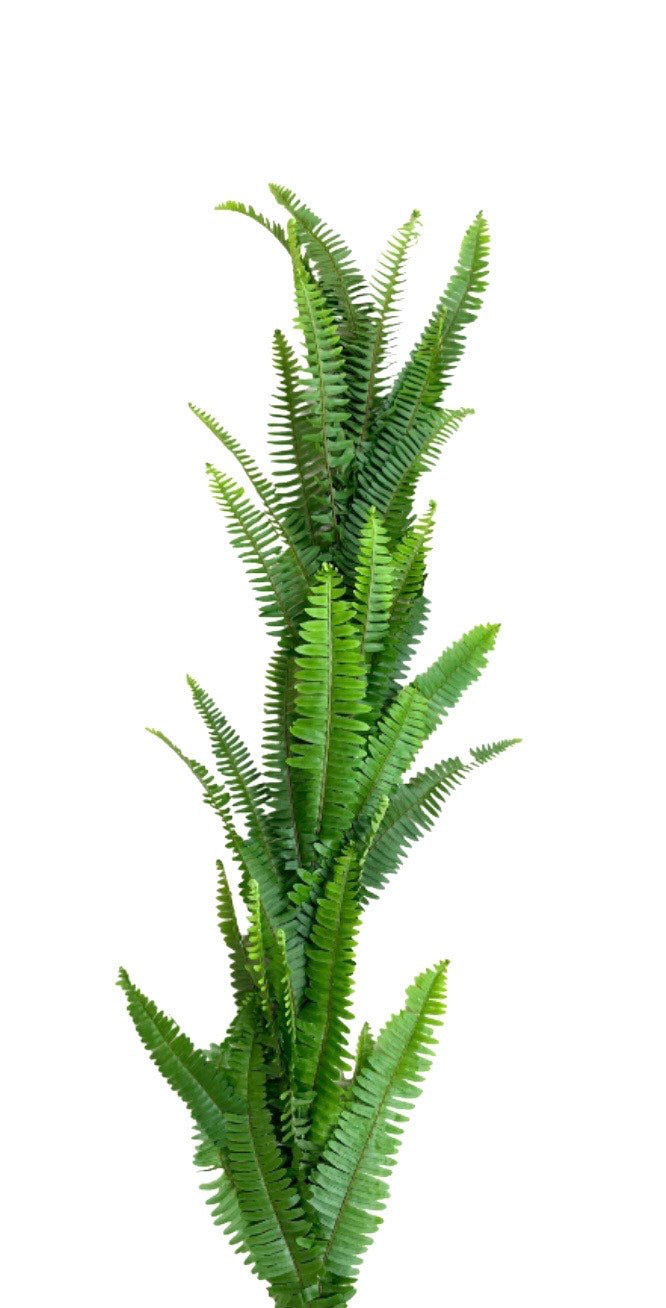 Sword Fern Garland
