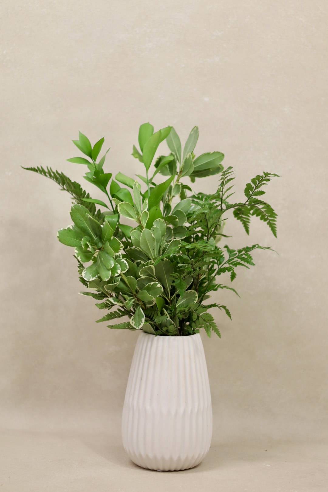 Variegated Pittosporum Mix