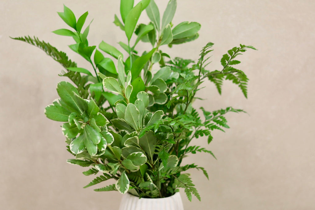 Variegated Pittosporum Mix