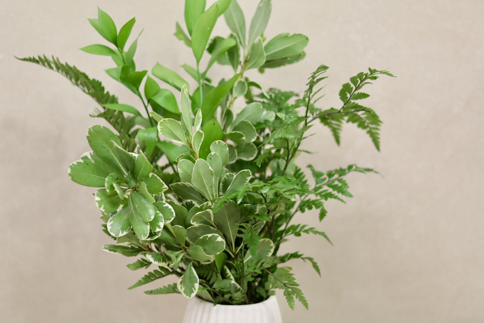 Variegated Pittosporum Mix
